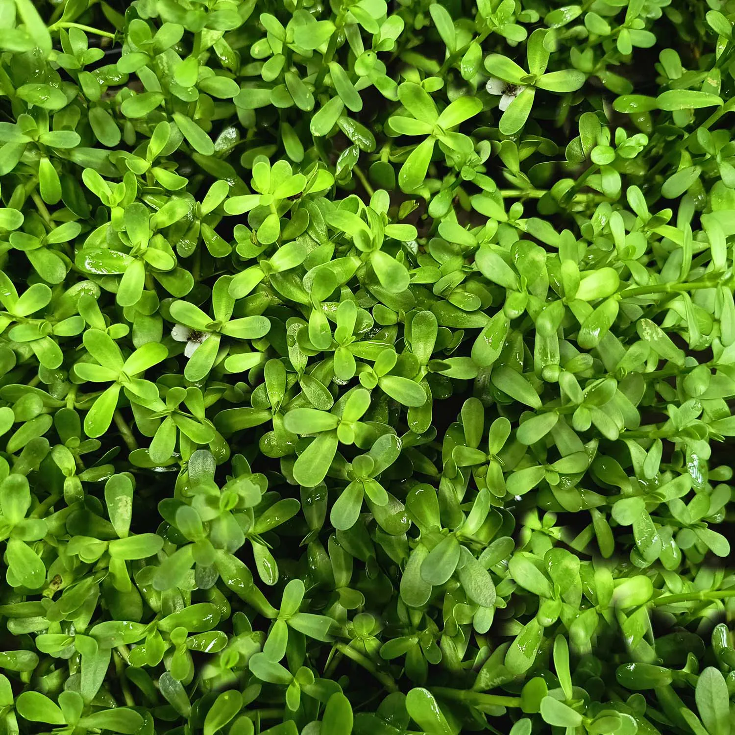 Brahmi