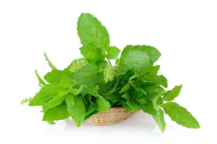 Tulsi