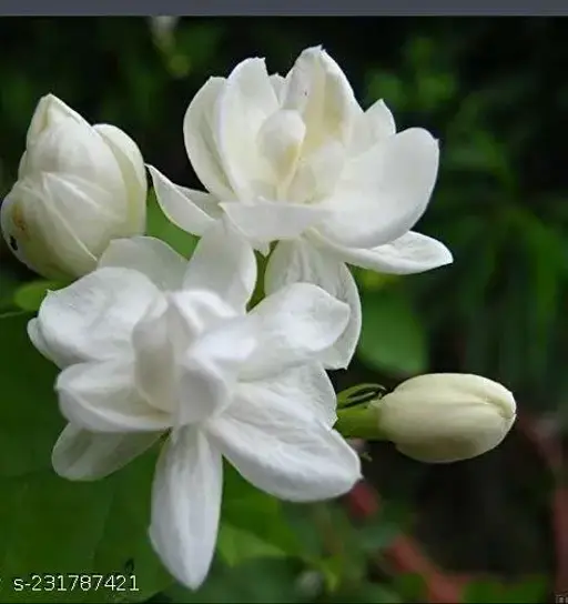 Chameli