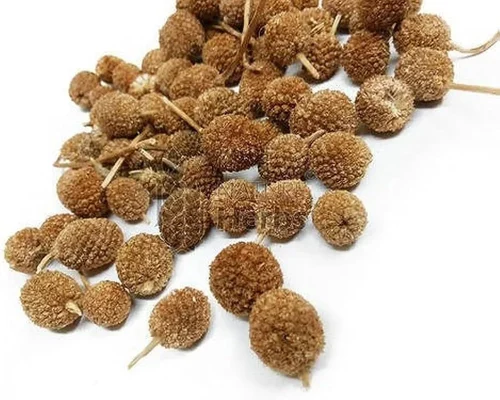 Gorakha mundi