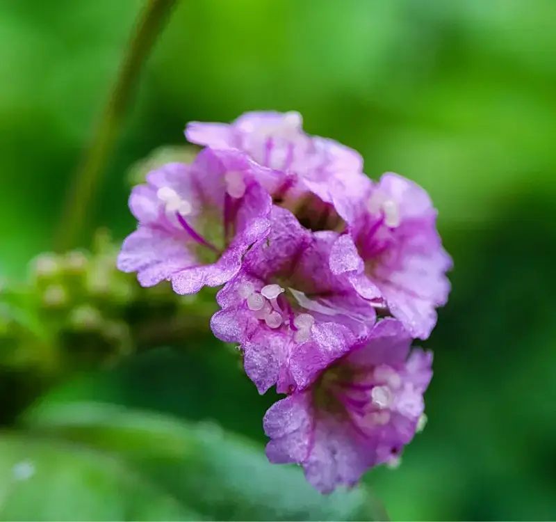 Punarnava