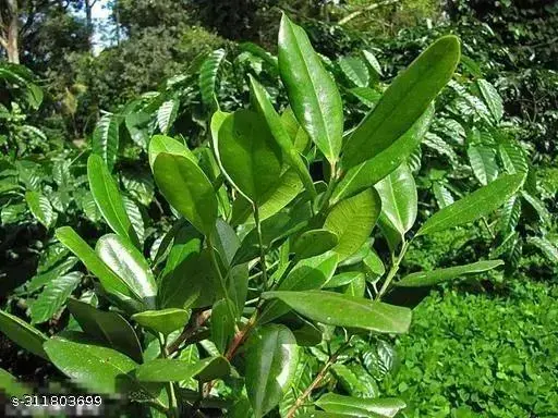Sugandhi (Lihi) cha