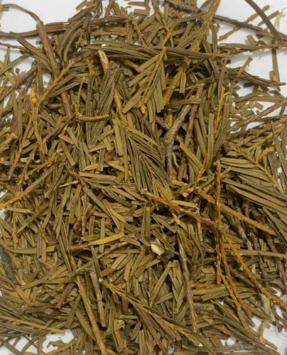 Talis patra